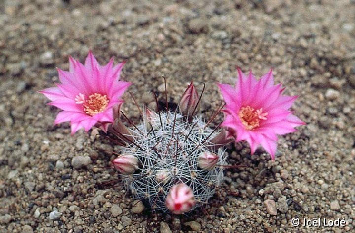 Mammillaria longiflora JLcoll.2803